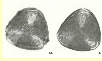  (Prunus domestica L.)- 